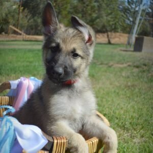 🐶  Male German Shepherd Puppy For Adoption – Lark