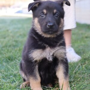 🐾 Female German Shepherd Puppy For Adoption – Katniss