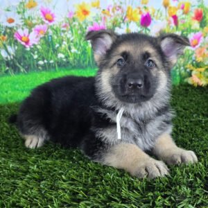 🐾 Male German Shepherd Puppy For Adoption – Duke