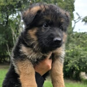 🐾 Male German Shepherd Puppy For Adoption – Miki