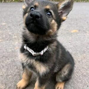 🐾 Female German Shepherd Puppy For Adoption – Ferry