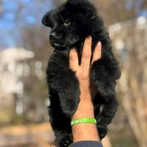 🐾 AKC Registered Long-Haired Black Male German Shepherd Puppy | 7 Weeks Old | Healthy & Ready for His Forever Home