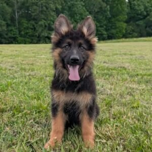 🐾 Female German Shepherd Puppy For Adoption – messy