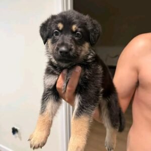 🐾 AKC Registered Black & Tan Male German Shepherd Puppy | 6 Weeks Old | Ready for Adoption
