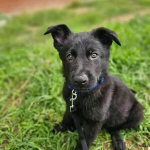 🐾 AKC Registered Black Male German Shepherd Puppy | 7 Weeks Old | Ready for Adoption