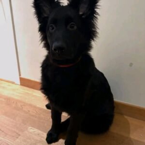 🐾 AKC Registered Black Male German Shepherd Puppy | 10 Weeks Old | Healthy & Ready for a Loving Home