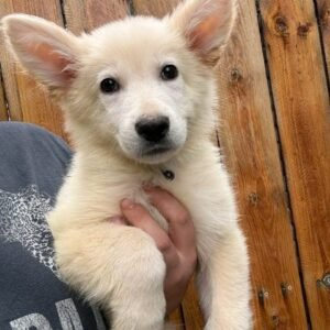 🐾 AKC Registered White Female German Shepherd Puppy | 10 Weeks Old | Healthy & Ready for Her Forever Home