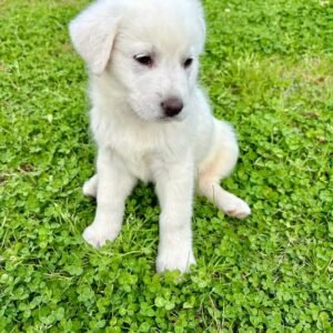 🐾 AKC Registered White Male German Shepherd Puppy | 8 Weeks Old | Healthy & Ready for His Forever Home