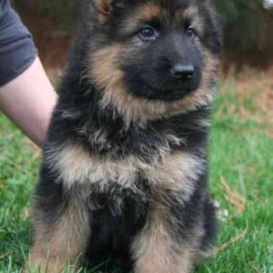 🐾 AKC Registered Black & Tan Male German Shepherd Puppy | 9 Weeks Old | Healthy & Ready for His Forever Home