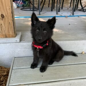 🐶  Female German Shepherd Puppy For Adoption – Anisee