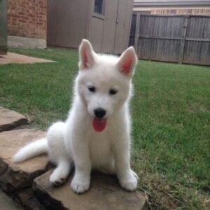 🐾 Female German Shepherd Puppy For Adoption – Spike