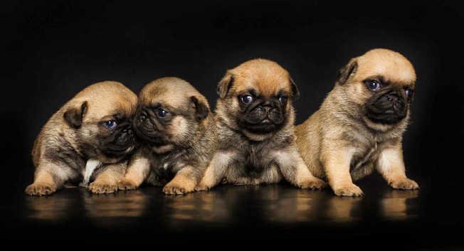 📌  Meet Your Perfect Pug: Why Adopt From AdoptPugPuppies.com