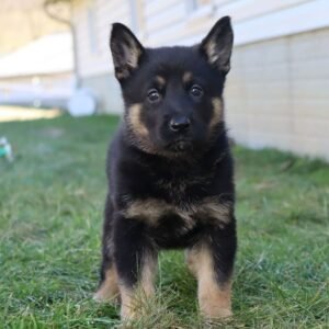 🐾 Female German Shepherd Puppy For Adoption – Missy