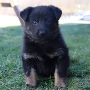 🐾 Male German Shepherd Puppy For Adoption – Jordan