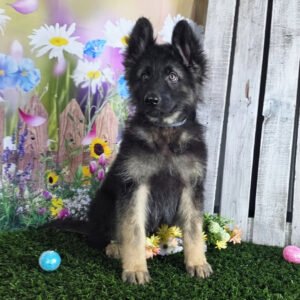 🐾 Male German Shepherd Puppy For Adoption – Larry