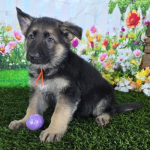 🐾 Male German Shepherd Puppy For Adoption – Flint
