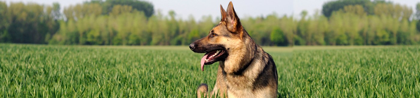 We specialize in providing you with high Quality German Shepherd Puppies
