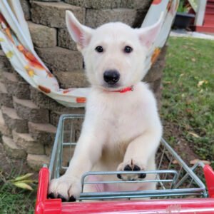🐶AKC Registered White Female German Shepherd Puppy | 11 Weeks Old | Healthy & Ready for Her Forever Home