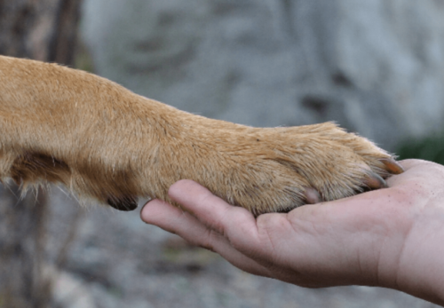 10 Reasons to Adopt a German Shepherd Puppy