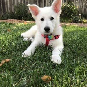 🐶 AKC Registered White Male German Shepherd Puppy | 8 Weeks Old | Healthy & Ready for Her Forever Home