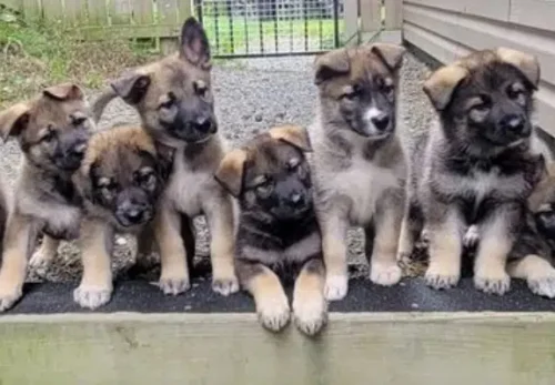 Preparing Your Home for a New German Shepherd Puppy