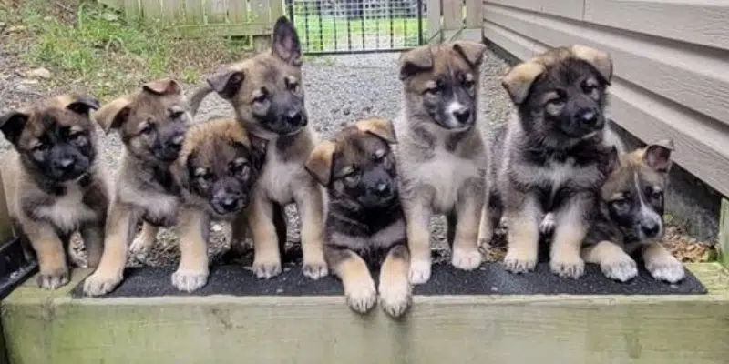 Preparing Your Home for a New German Shepherd Puppy