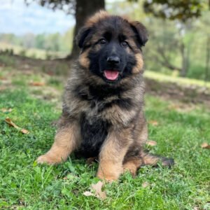 🐾 Male German Shepherd Puppy Ready for Adoption – Theo