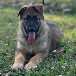 🐾 Male German Shepherd Puppy Available For Adoption – Lexa