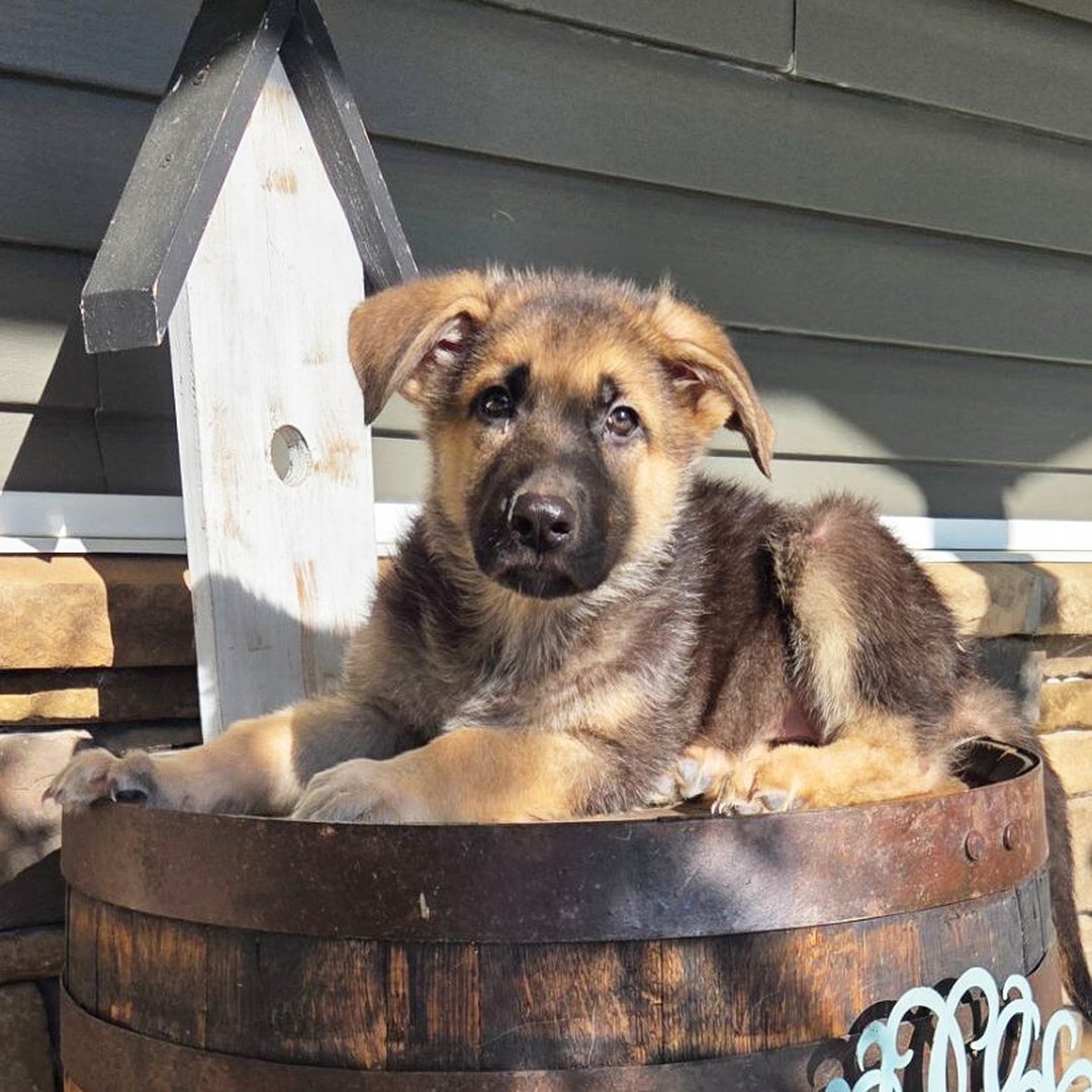 🐾 Male German Shepherd Puppy Available For Adoption – Sam - Image 2