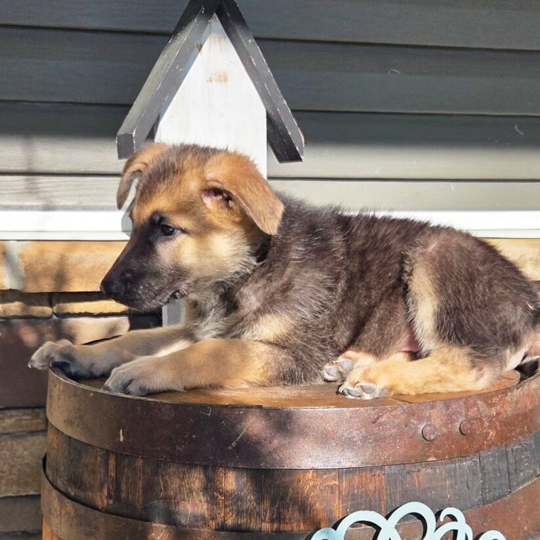 🐾 Male German Shepherd Puppy Available For Adoption – Sam - Image 3