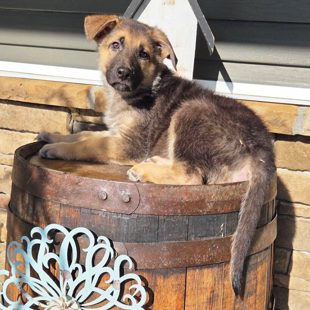 🐾 Male German Shepherd Puppy Available For Adoption – Sam - Image 4