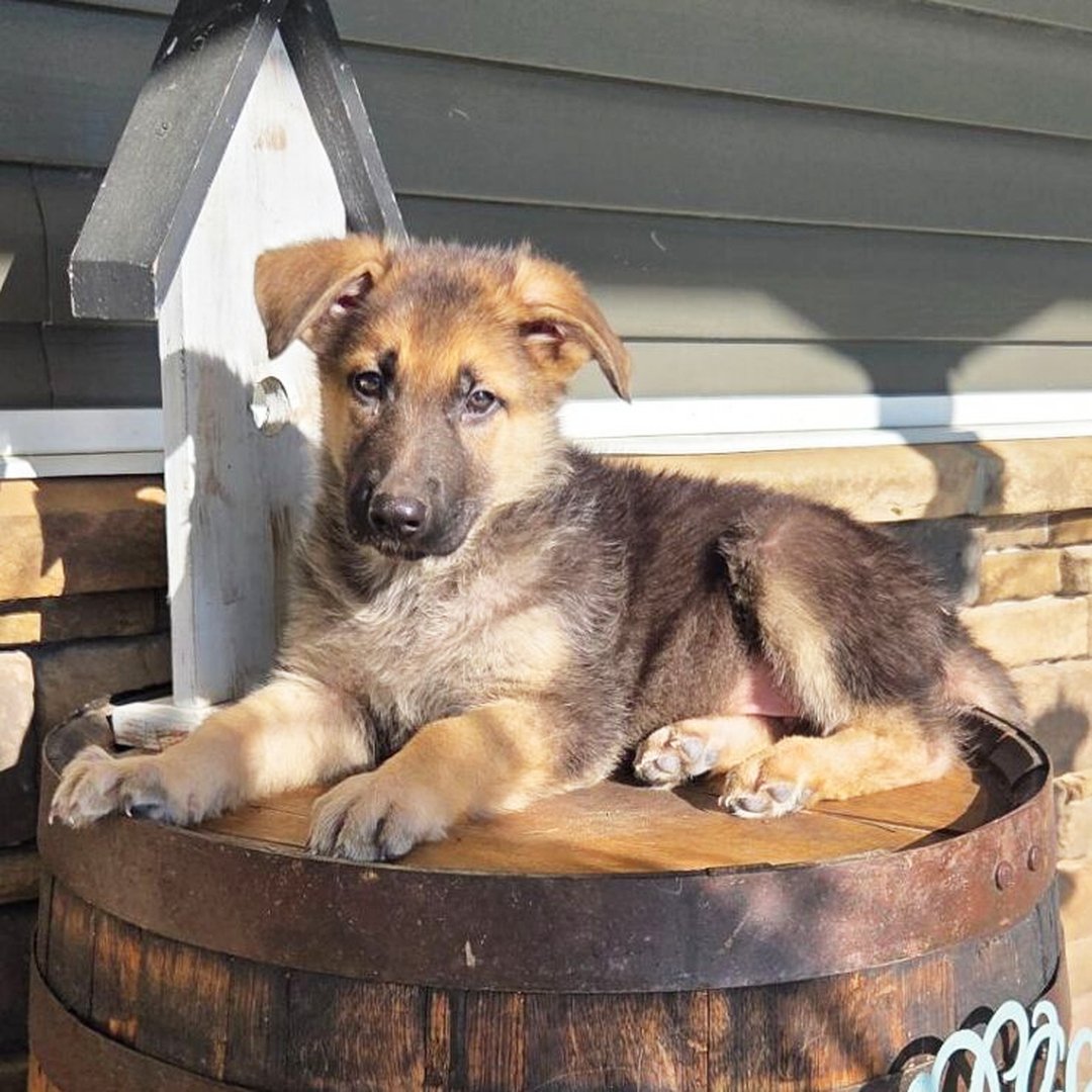 🐾 Male German Shepherd Puppy Available For Adoption – Sam