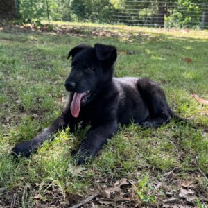 🐾 Male German Shepherd Puppy For Adoption – Max