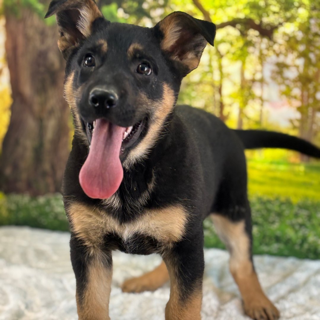 🐾 Female German Shepherd Puppy For Adoption – Tasha - Image 3