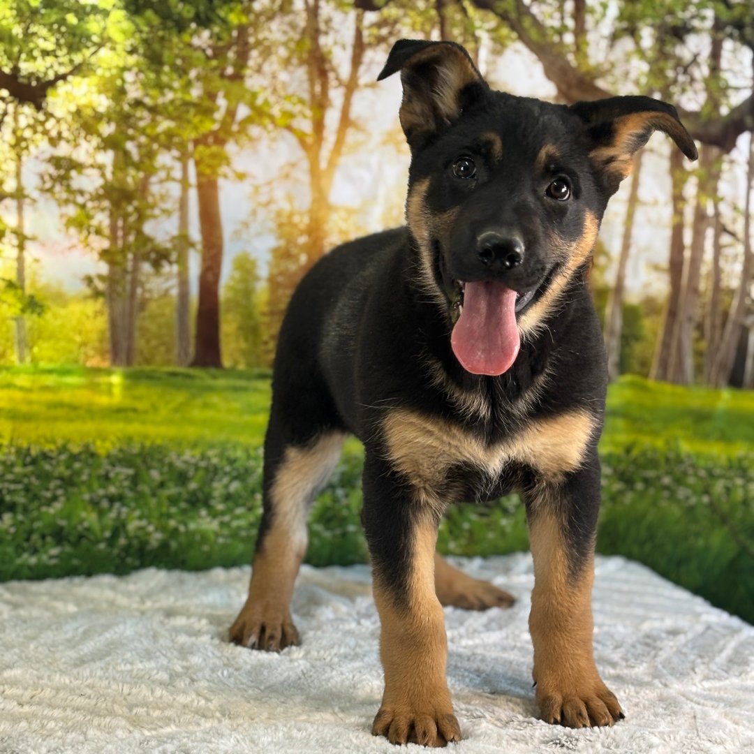 🐾 Female German Shepherd Puppy For Adoption – Tasha - Image 2