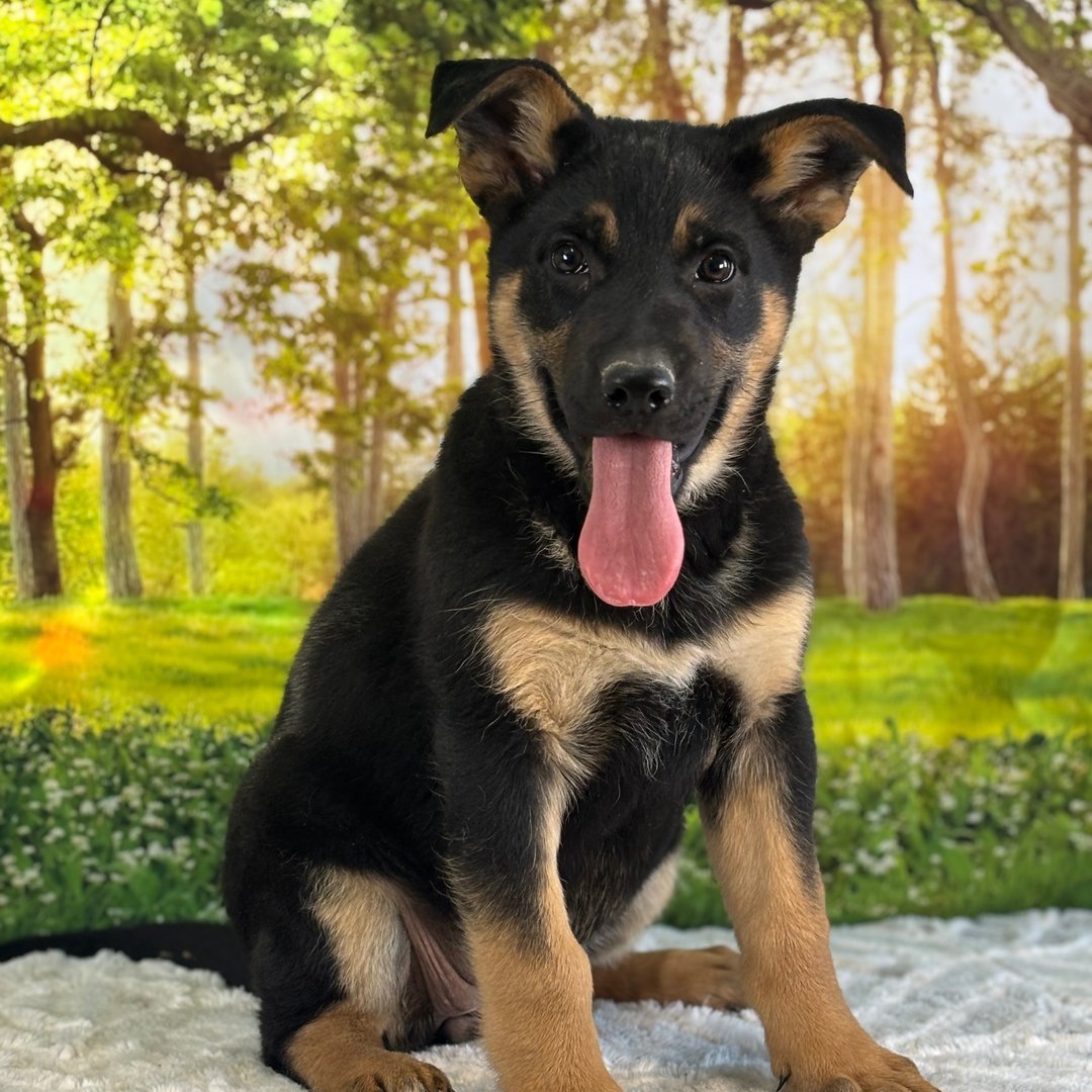 🐾 Female German Shepherd Puppy For Adoption – Tasha