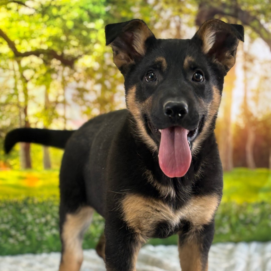 🐾 Female German Shepherd Puppy For Adoption – Tasha - Image 4