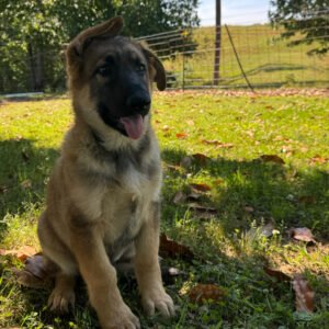 🐾 Male German Shepherd Puppy For Adoption – Falcon
