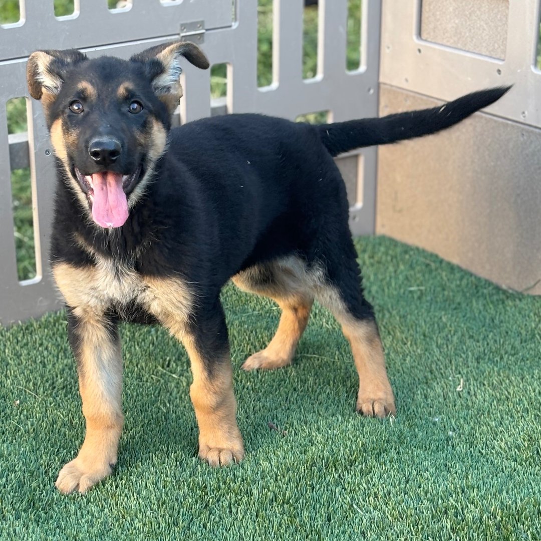 🐾 Female German Shepherd Puppy For Adoption – Zoey - Image 2