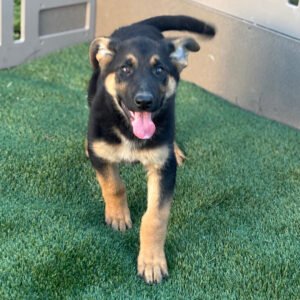 🐾 Female German Shepherd Puppy For Adoption – Zoey