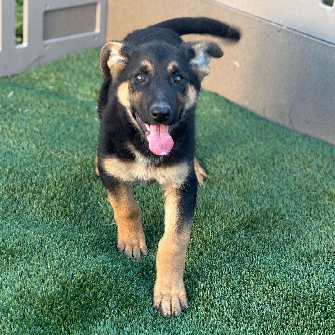 🐾 Female German Shepherd Puppy For Adoption – Zoey