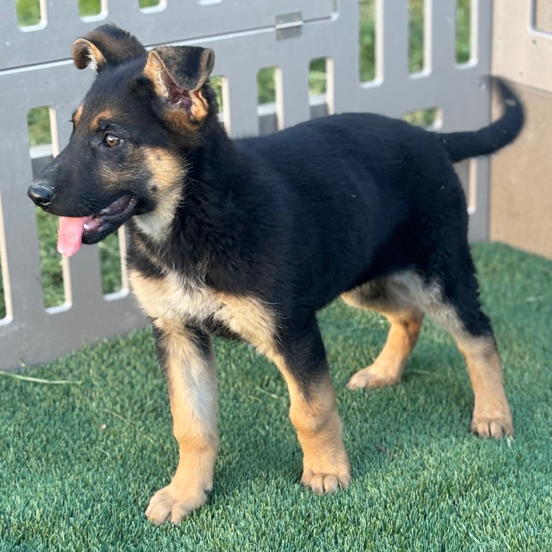 🐾 Female German Shepherd Puppy For Adoption – Zoey - Image 3