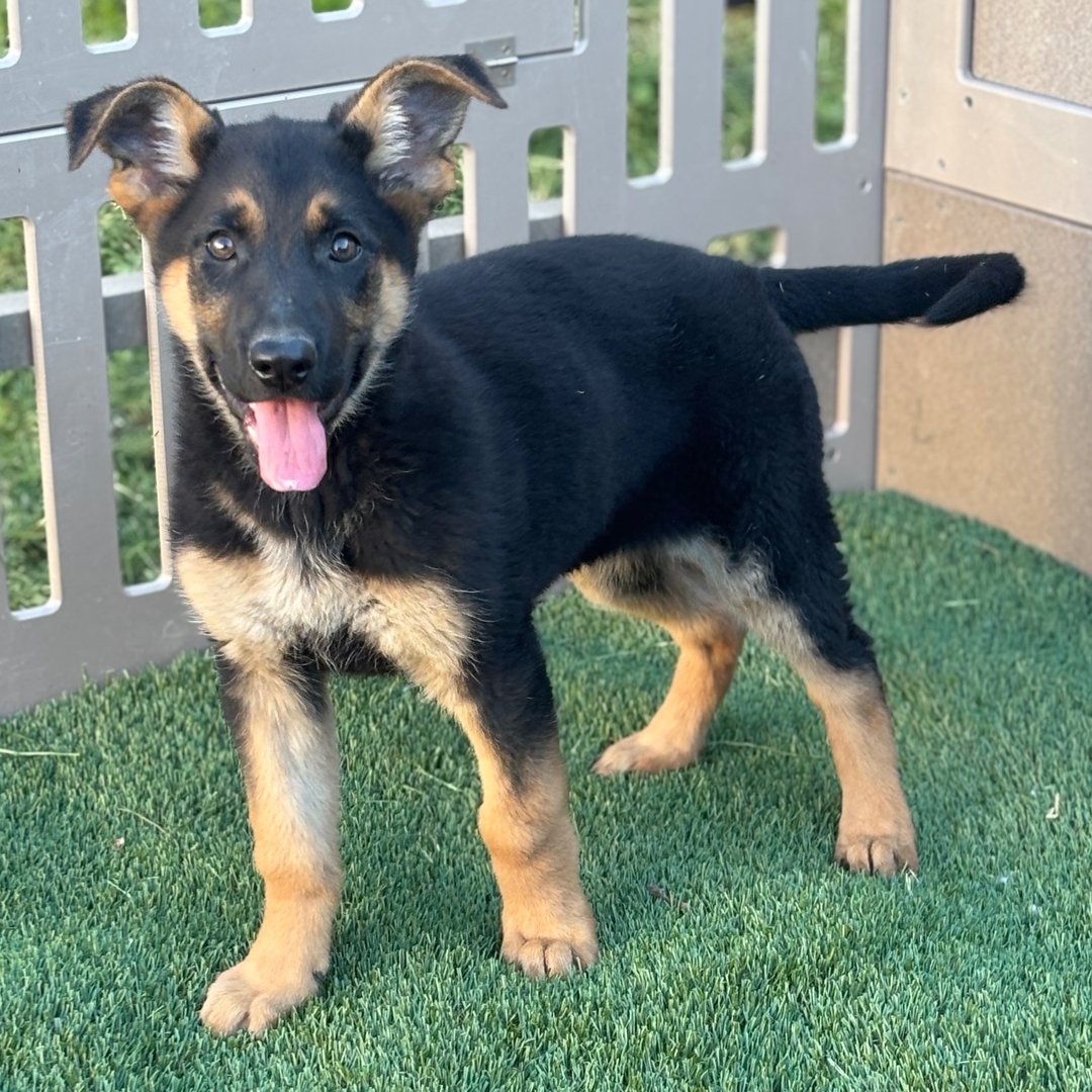 🐾 Female German Shepherd Puppy For Adoption – Zoey - Image 4